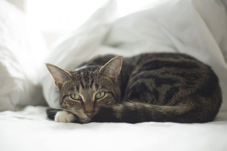 Do Cats Have Periods?: Do Female Cats Bleed?