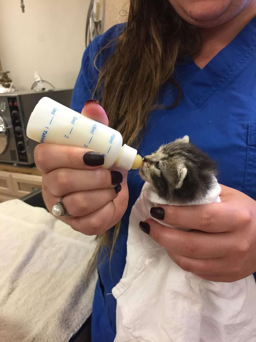 Got to feed this 2 week old kitten a bottle #Cute