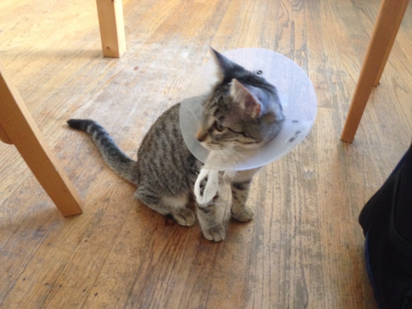 How Long Does Cat Need To Wear Cone After Spay