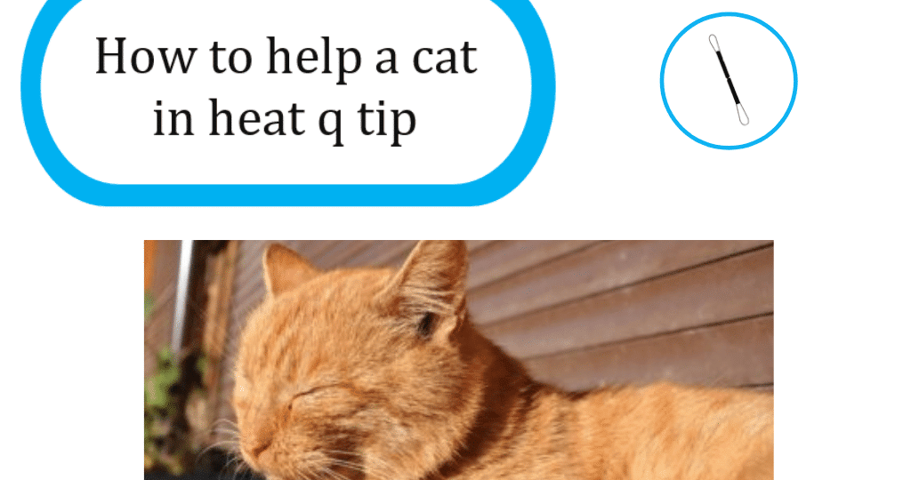 How to help a cat in heat q tip