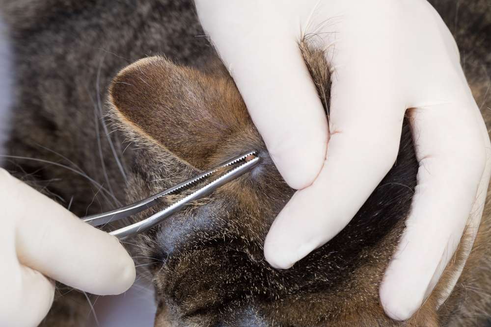 How to Remove a Tick from a Cat