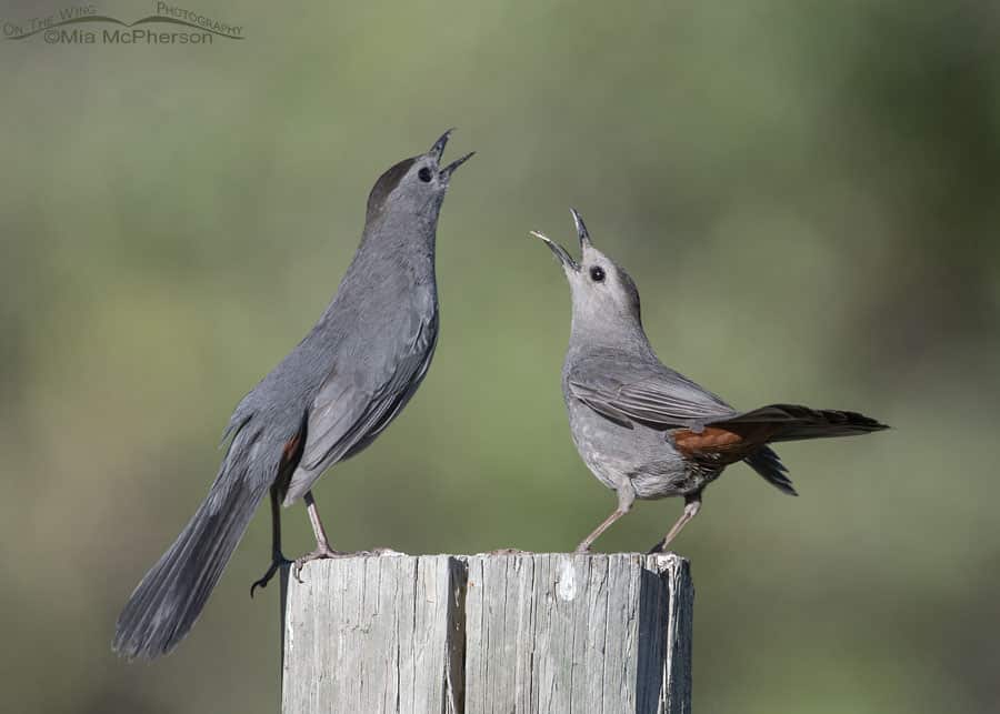Photographing Gray Catbird Interactions In The Mountains