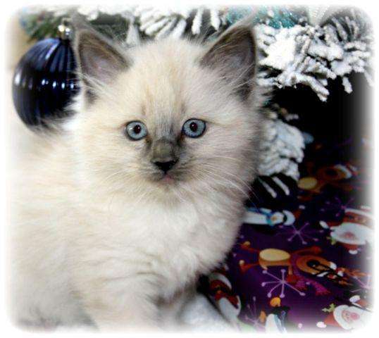 Ragdoll/Siamese 4th of July Kittens!! for Sale in Albany, Oregon ...