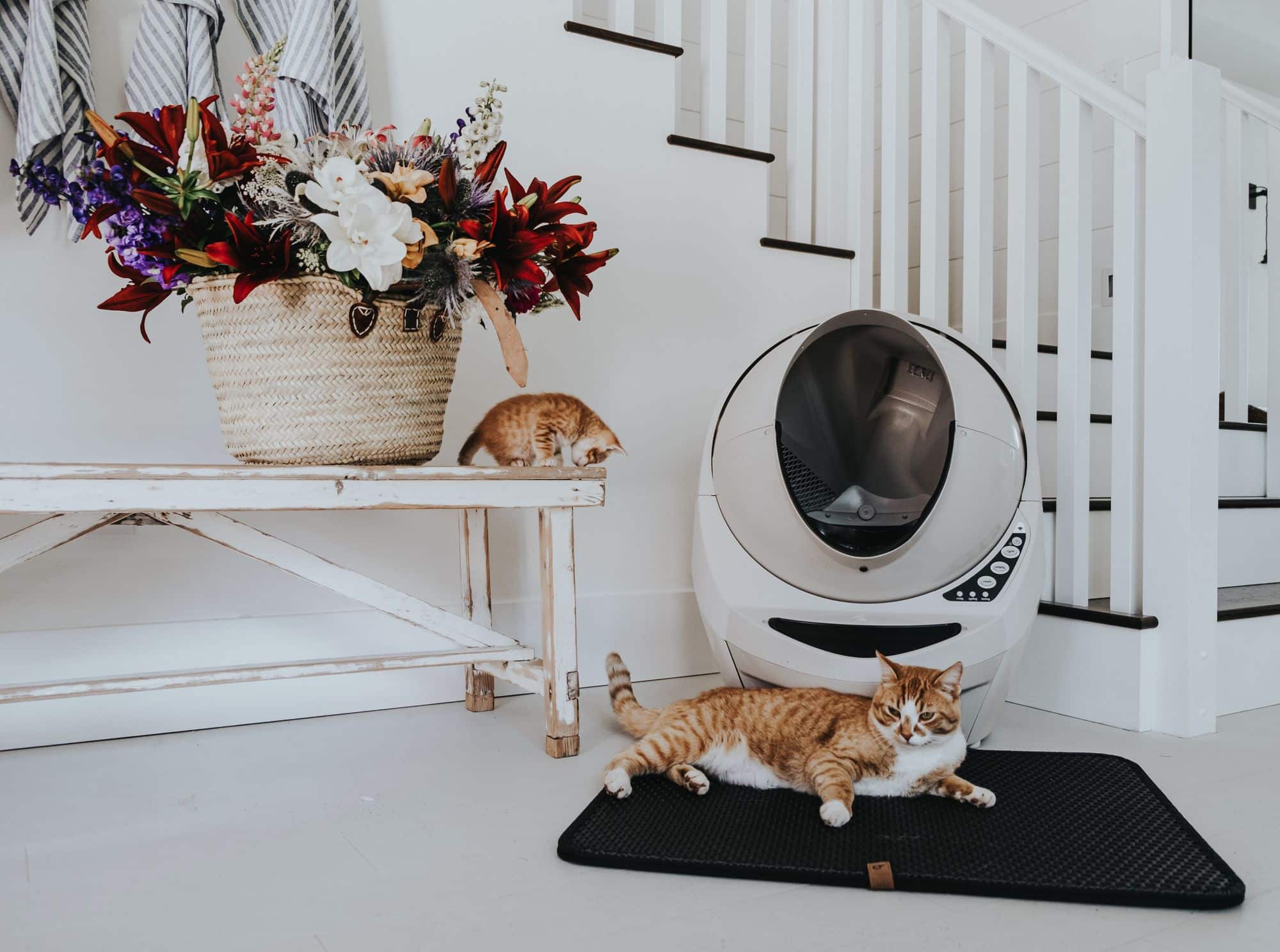 Small Space Hacks: Best Litter Boxes for Apartments
