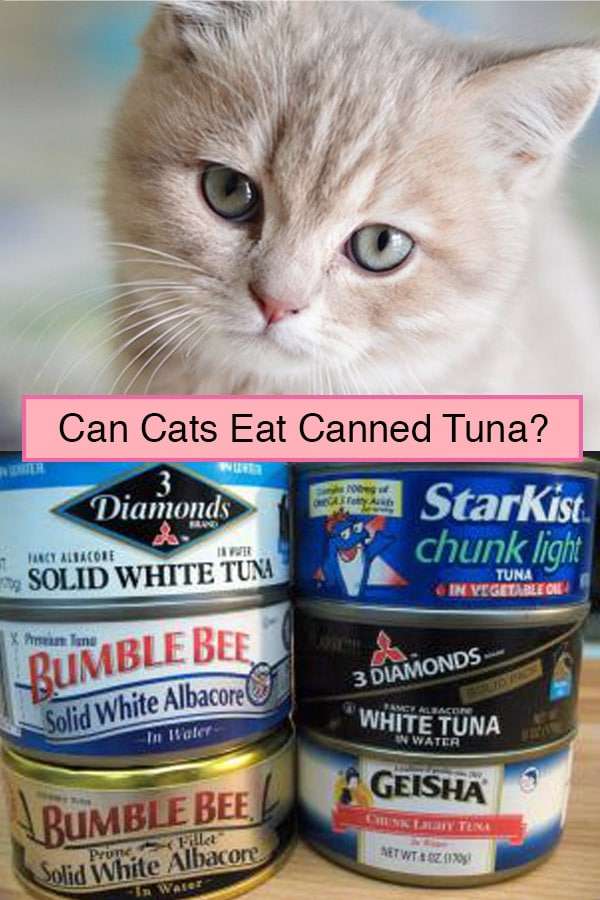 What To Feed A Cat When Out Of Cat Food? Can Cats Eat Canned Tuna?
