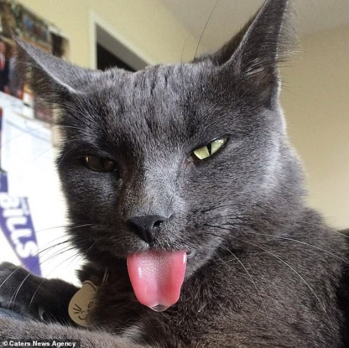 Adorable Cat Constantly Has Her Tongue Out Due to a Jaw Deformity And ...