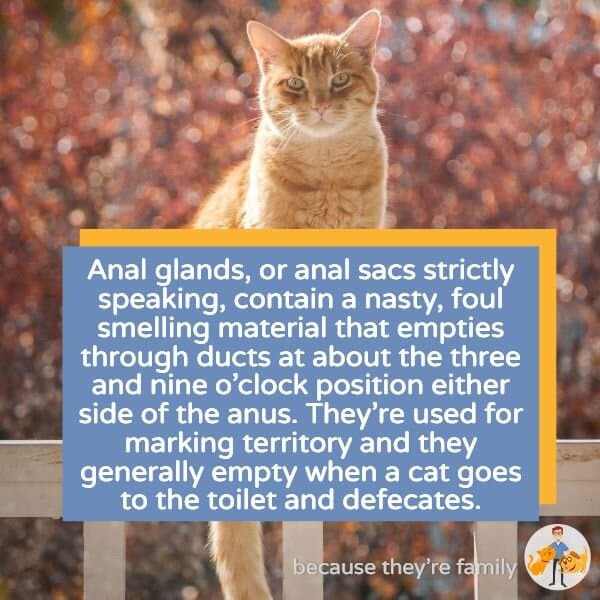Anal Gland Problems in Cats: what you need to know â Our Pets Health