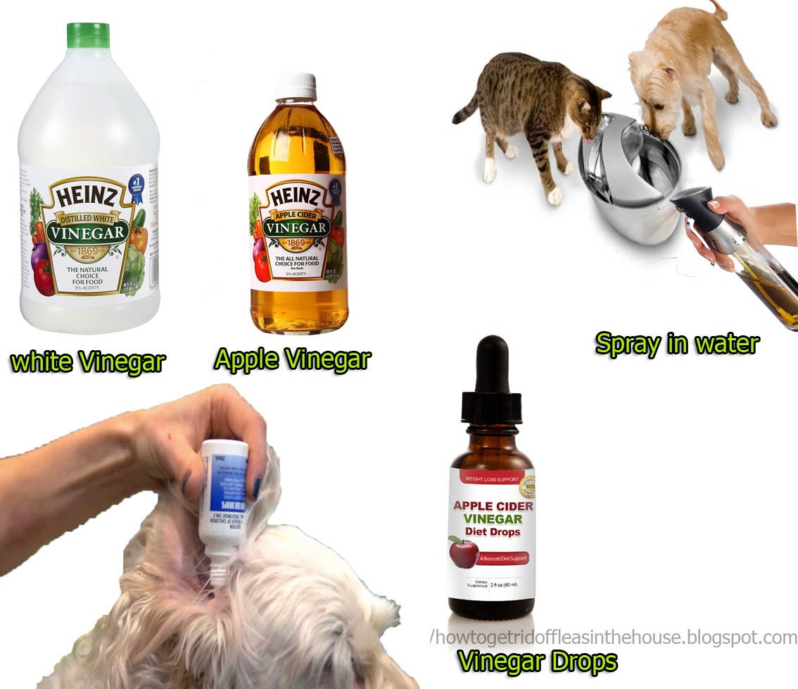 Apple Cider Vinegar To Get Rid Of Fleas On Cats