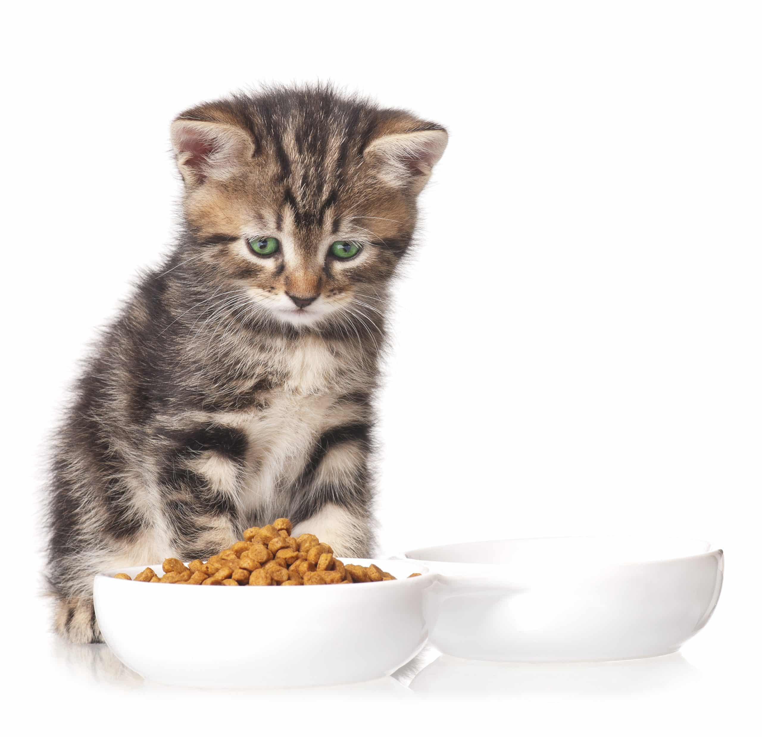 At What Age Can Kittens Eat Regular Cat Food