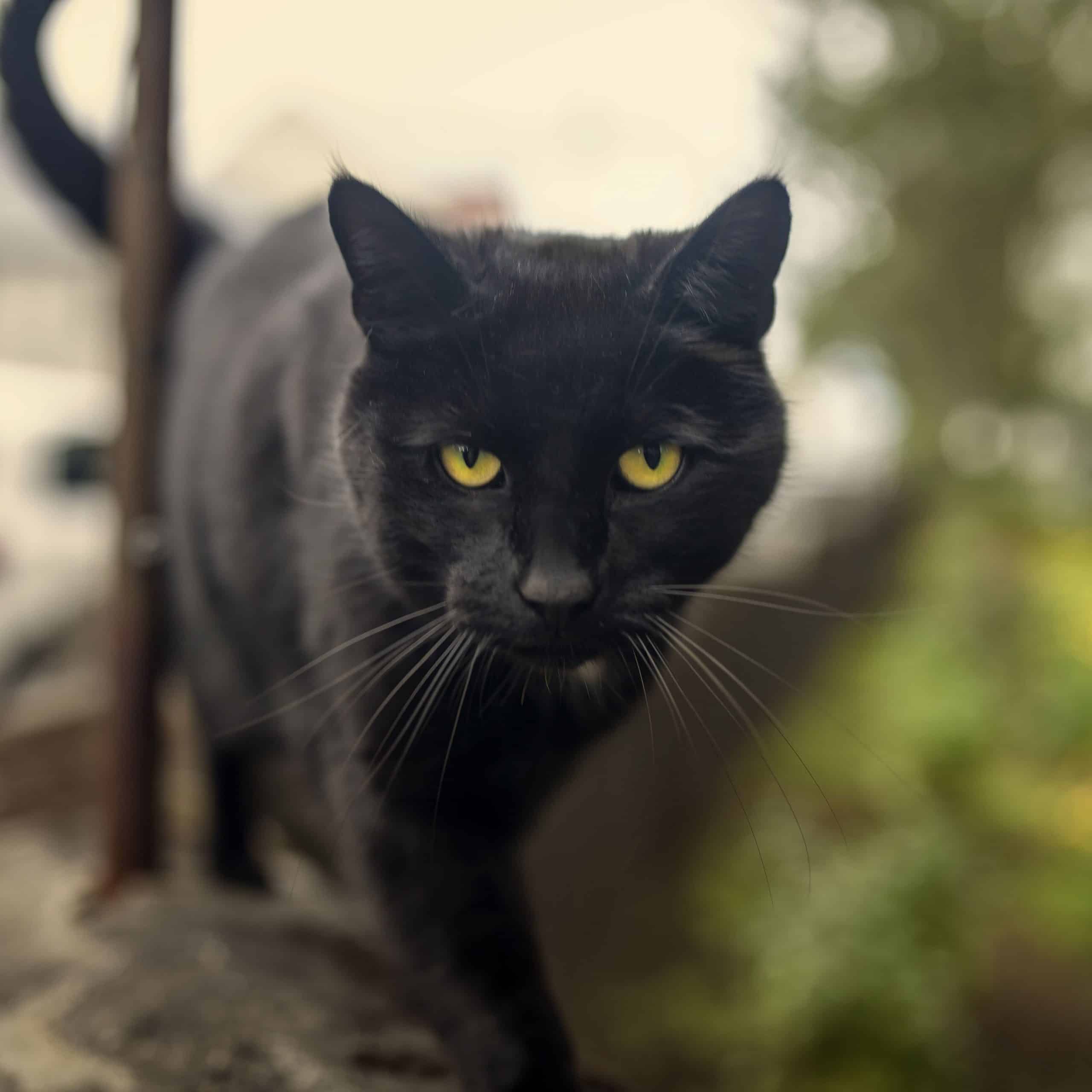 Bombay Cat For Adoption Near Me â Cute of Animals