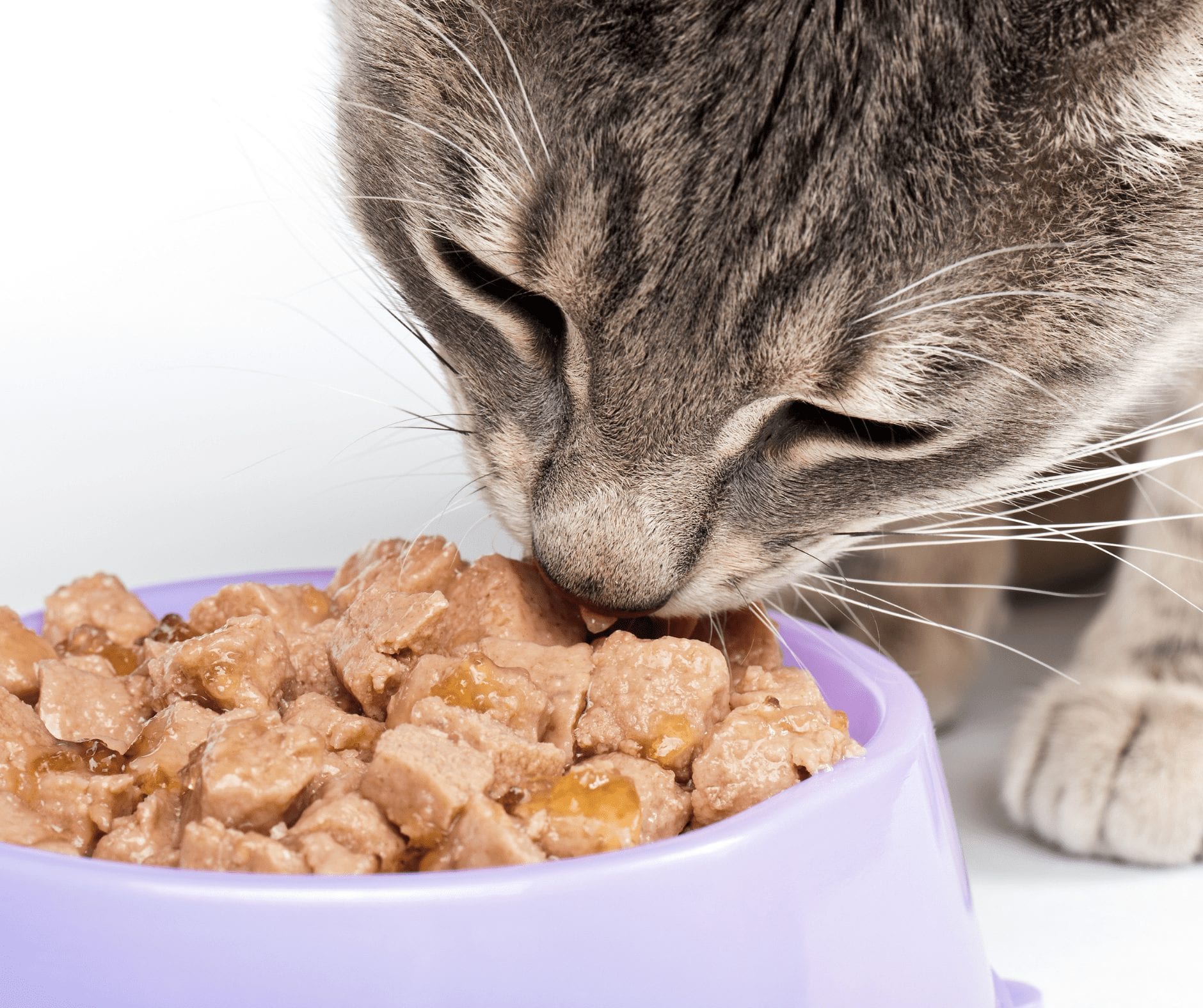Cat Eating Habits: When You Need To Worry â¢ Kritter Kommunity