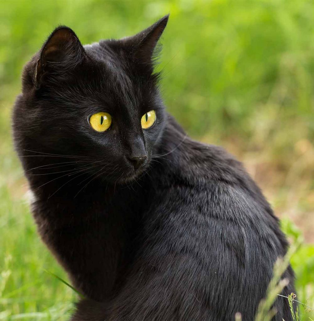 How Much Is A Bombay Cat? The Real Cost Of Buying A Bombay
