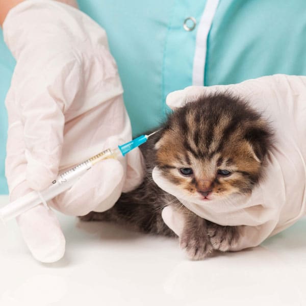 How Often Should A Cat Get A Rabies Shot