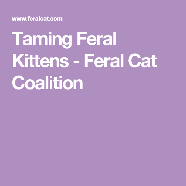 How To Catch And Tame Feral Kittens