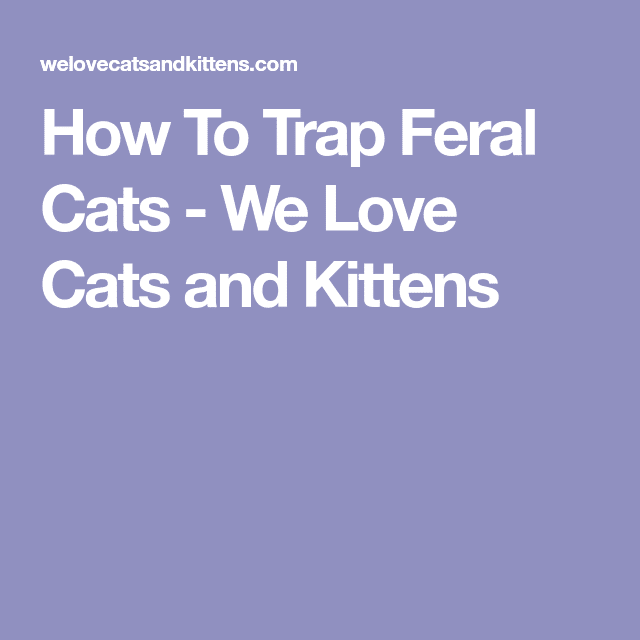 How To Trap Feral Cats