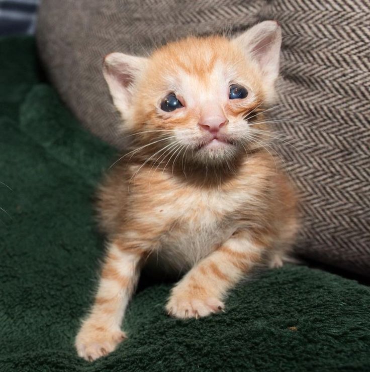 Kitten Who was Born without Eyelids and Couldn