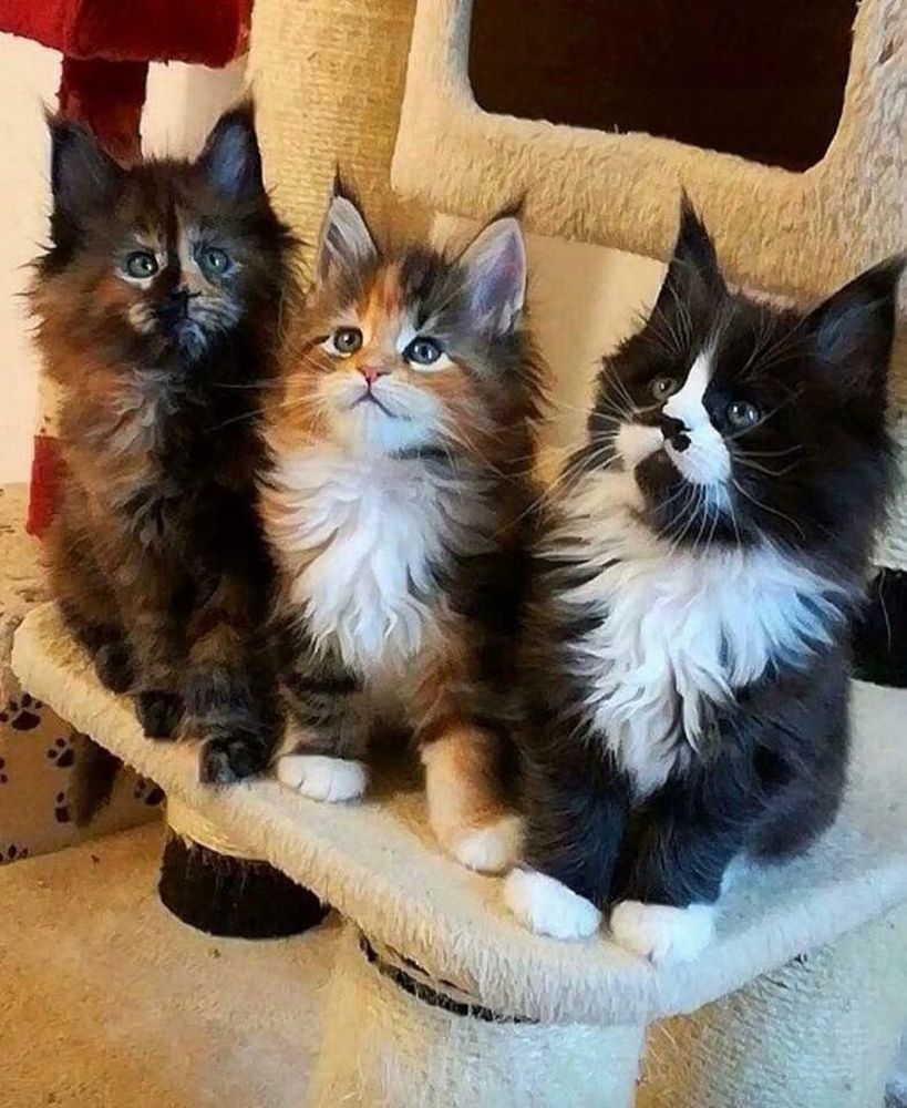 Maine Coon Cat Kittens For Sale In Ct