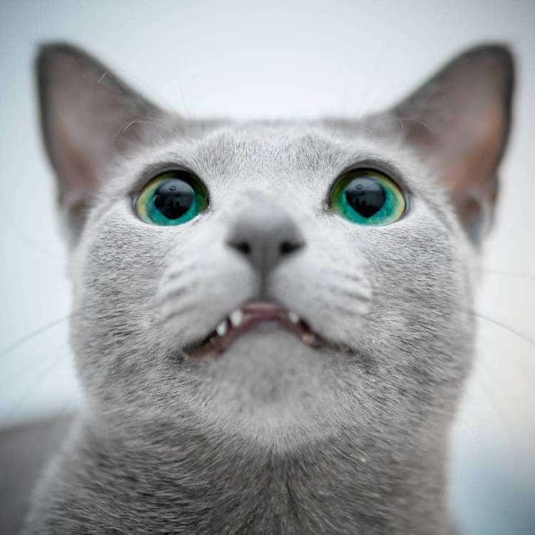 Mesmerizing Photos of Russian Blue Cats with Green Eyes