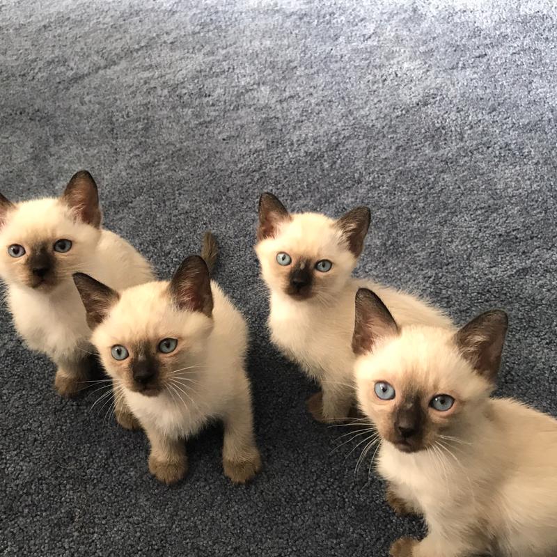 Pure bred Siamese kittens for sale in Trainer, PA