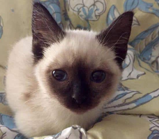Seal Point Siamese kittens 11 weeks old for Sale in Denver, Colorado ...
