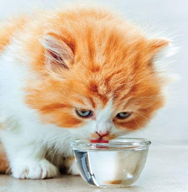 The Truth About Cat Pee