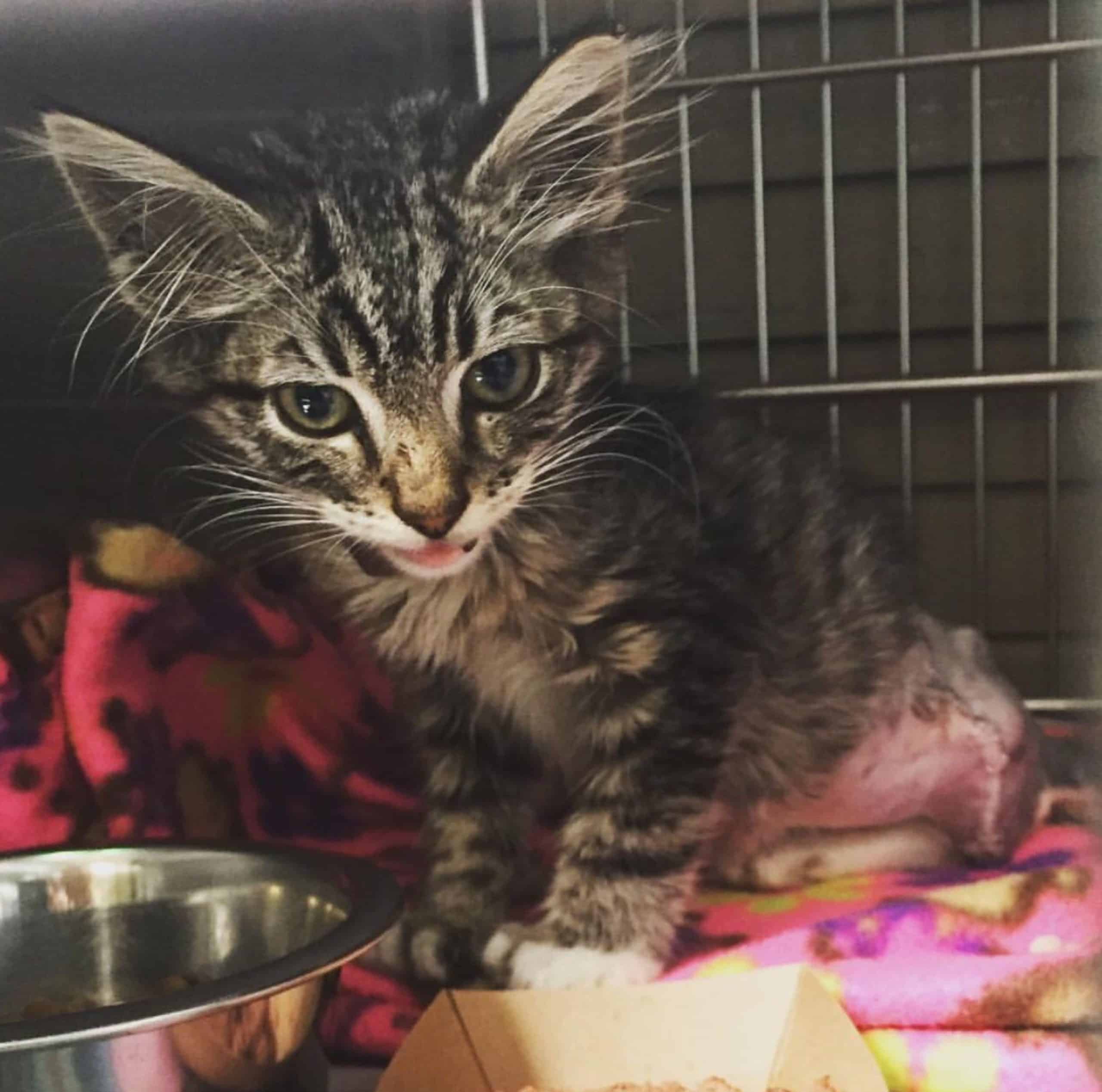 Three legged maine coon kitten Samantha needs a forever home in Los ...