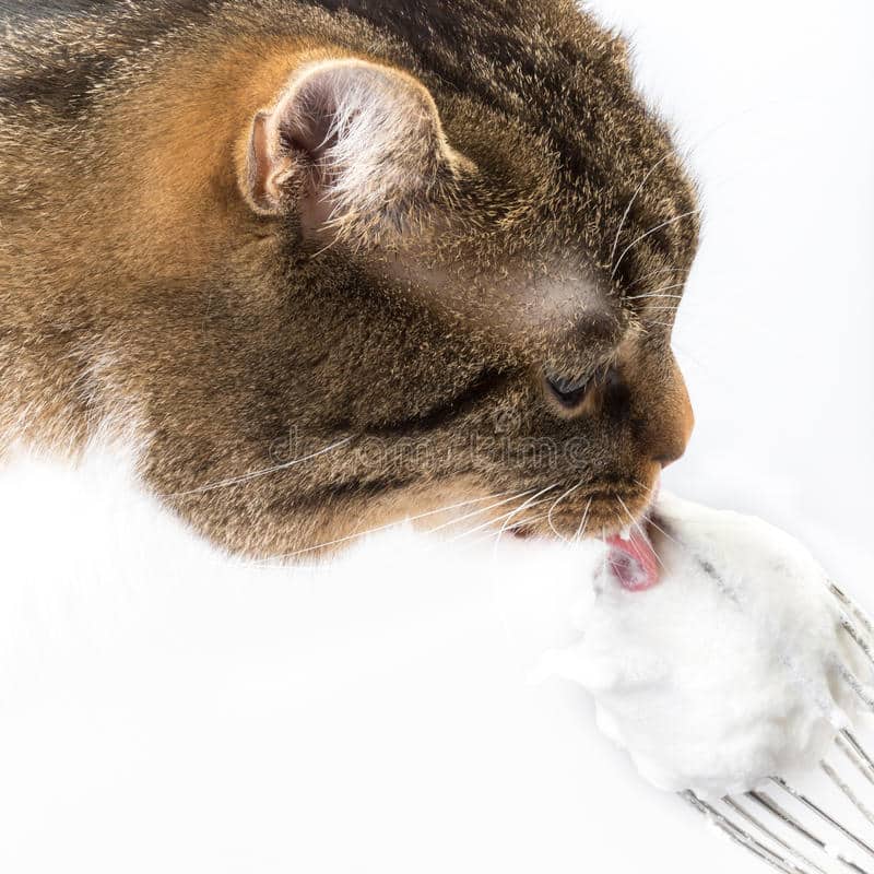 Tiger licking food stock image. Image of endangered, mammal
