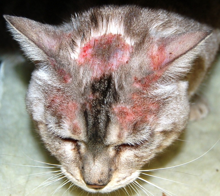 Update on Feline Adverse Food Reactions  MSPCA