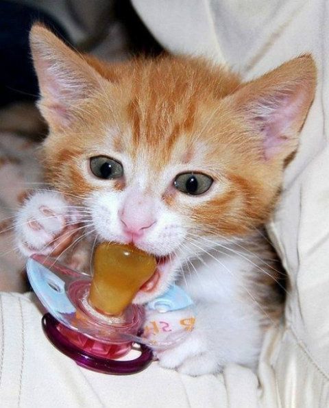 Weaning Kittens From Bottle