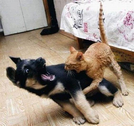 Why Do Cats Attack Dogs For No Reason