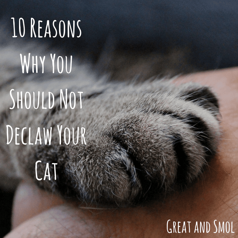 10 Reasons Why You Should Not Declaw Your Cat