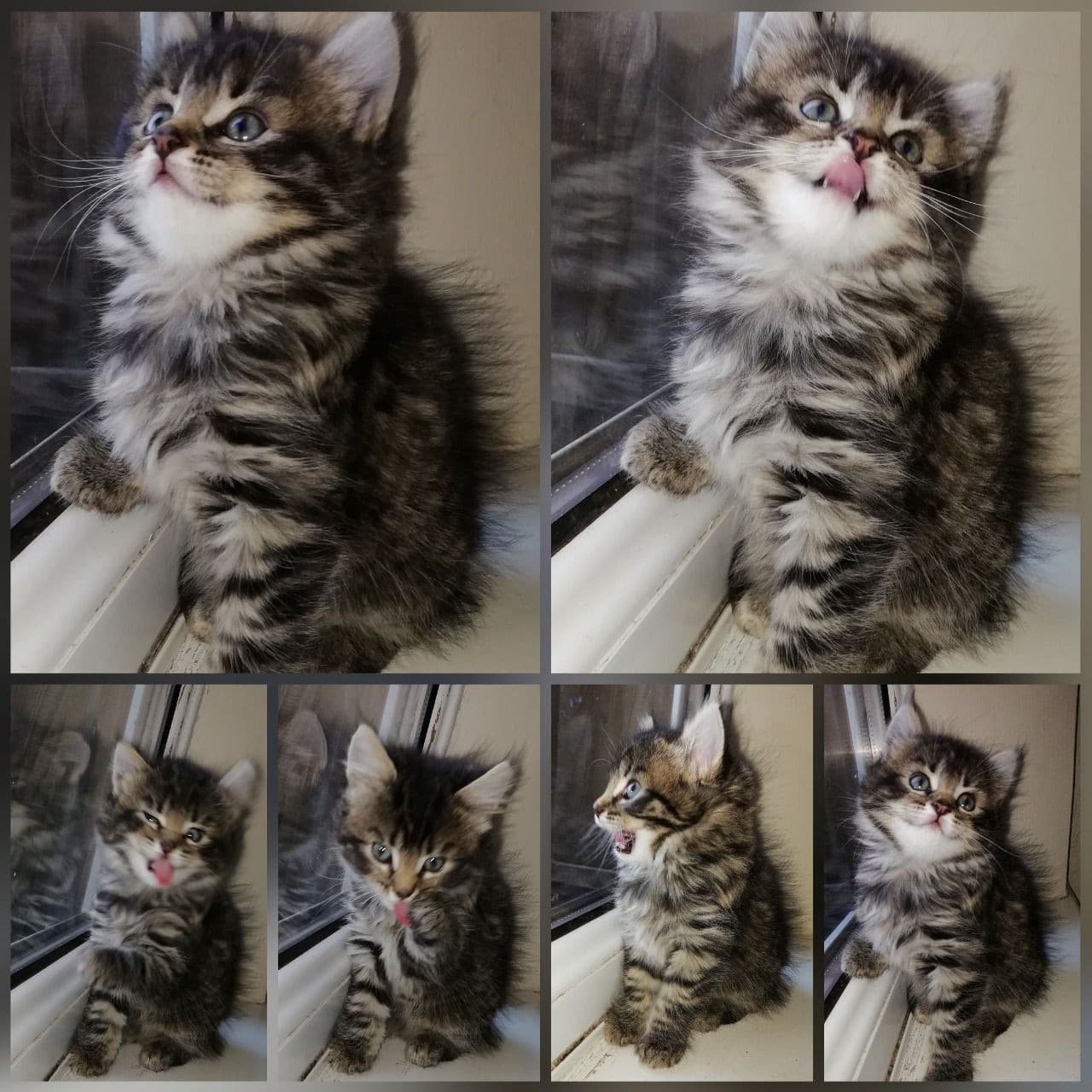 20+ Maine Coon Kittens For Sale $450 Nj
