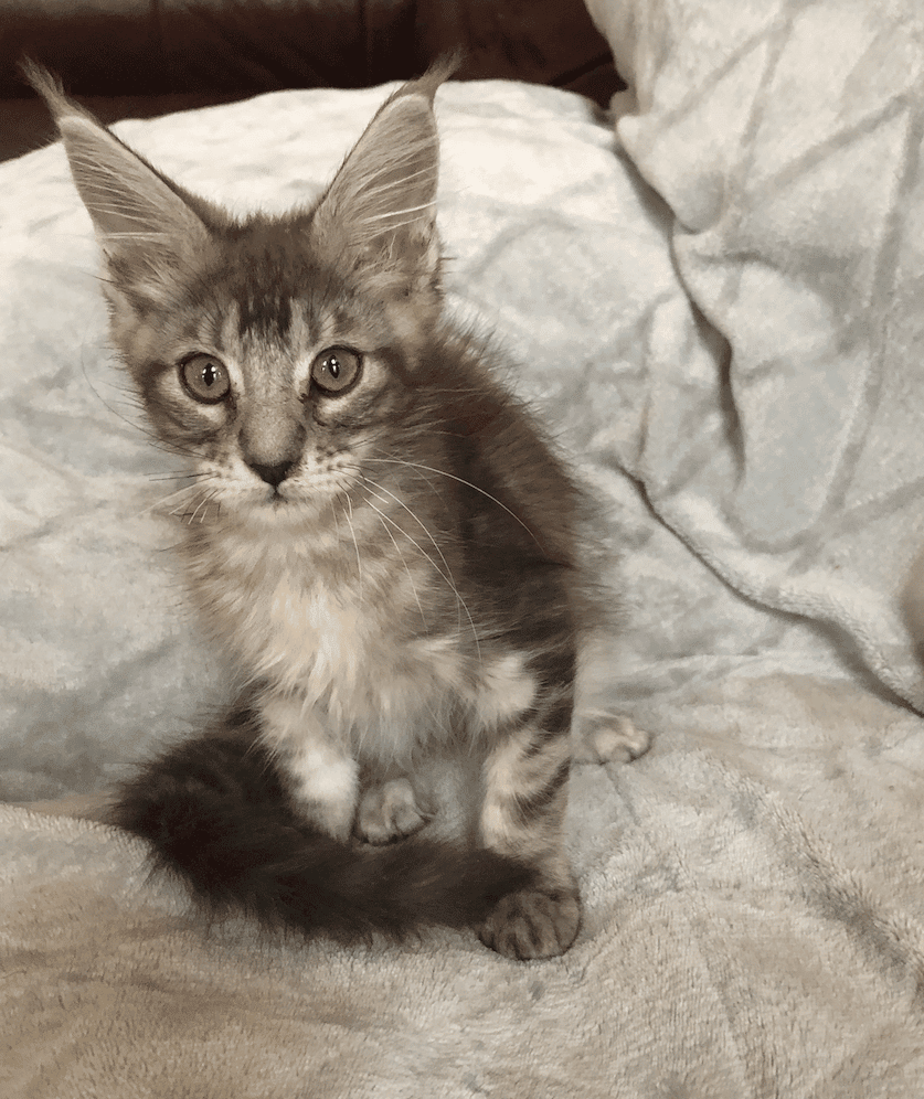20+ Maine Coon Kittens For Sale $450 Nj