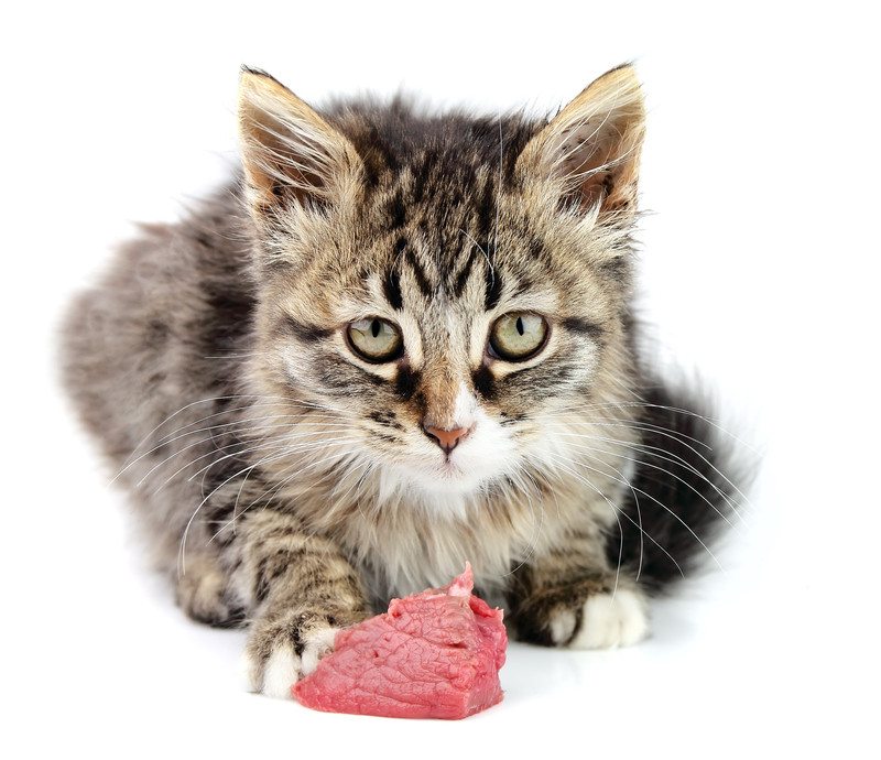 21 Foods That You Should Never Feed Your Cat