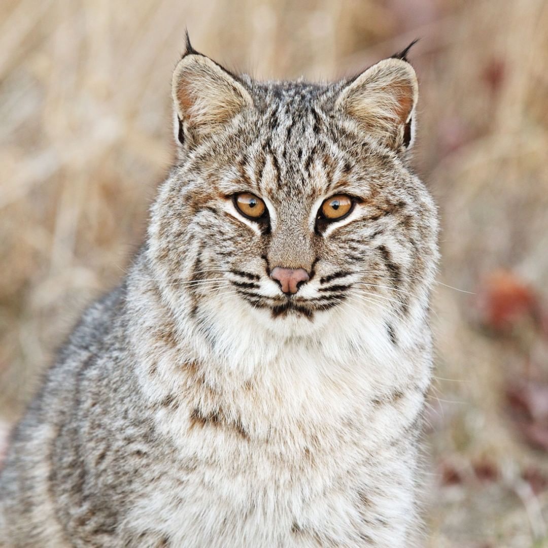 56 Top Photos Bobcat North American Wild Cats