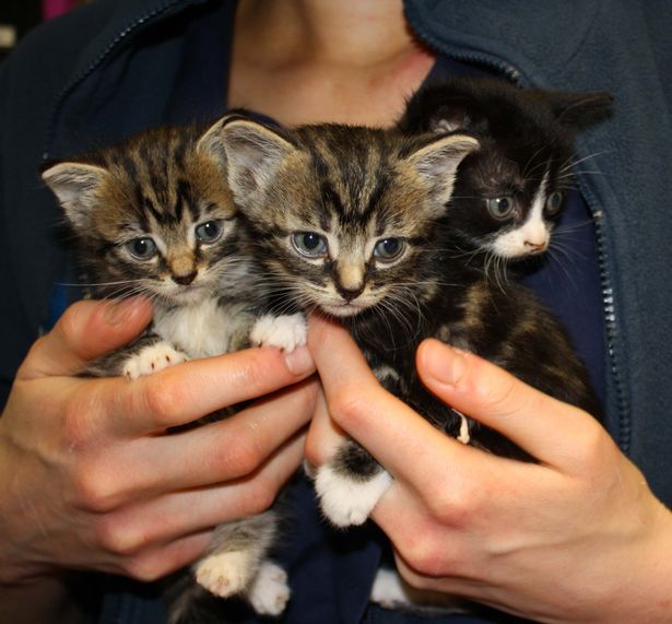 Adorable kittens found dumped in a crisp box get brilliant new names to ...