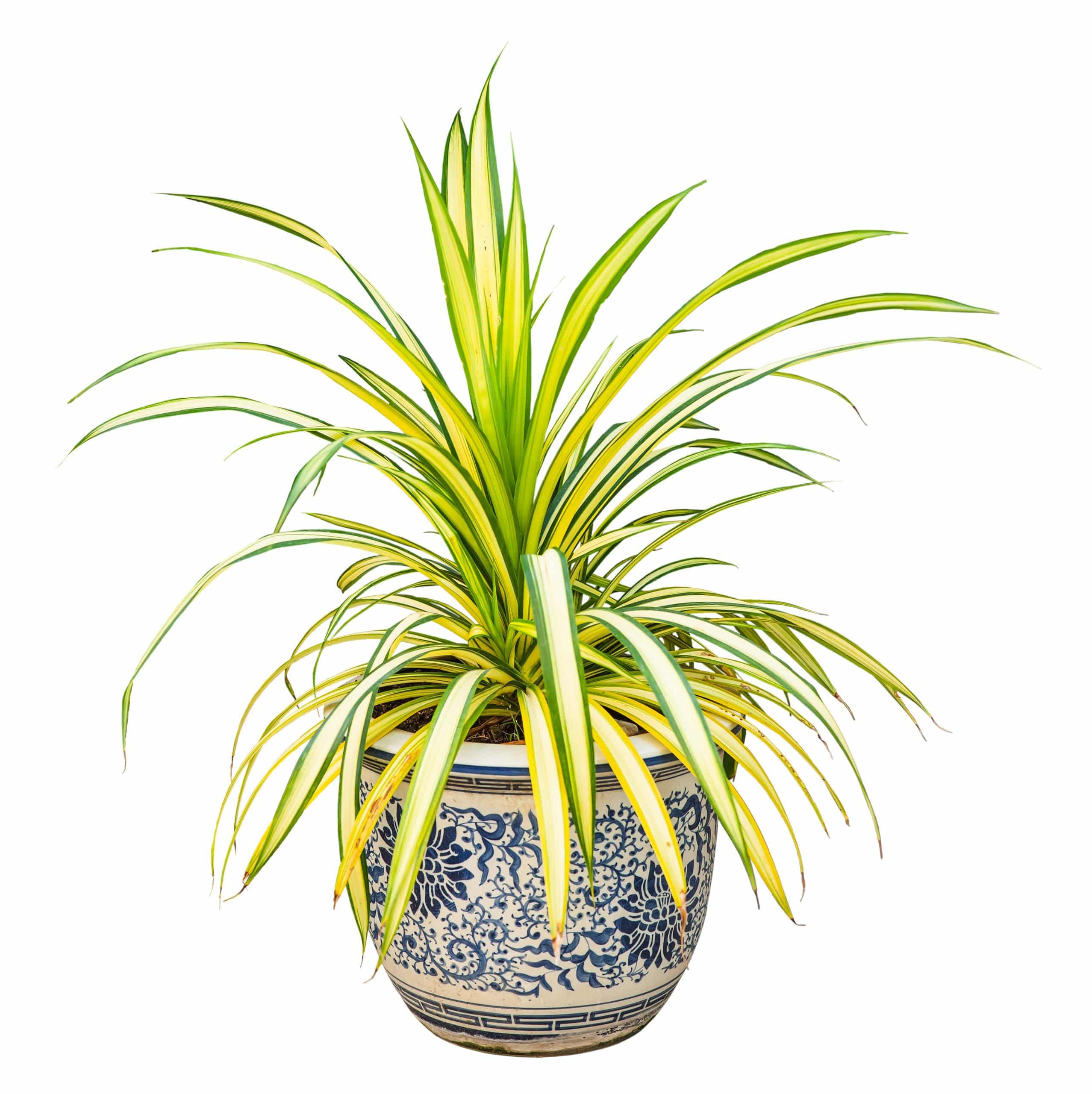 Are Spider Plants Poisonous To Cats Uk