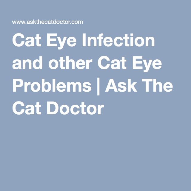 Are there any home remedies for a cat with an eye infection ...