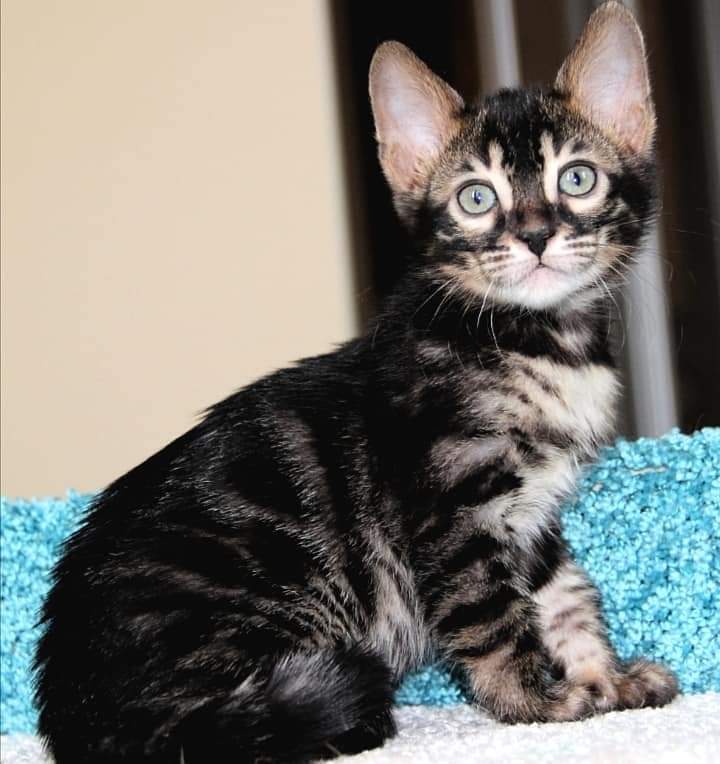 BLACK BENGAL KITTENS FOR SALE &  WHITE BENGAL CATS FOR