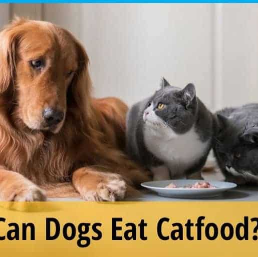 Can Dogs Eat Cat Food?