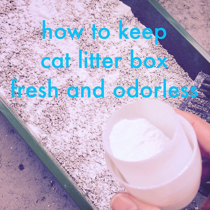 Can You Put Baking Soda In A Cat Litter Box