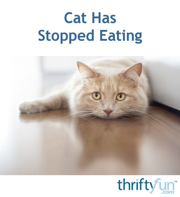 Cat Has Stopped Eating