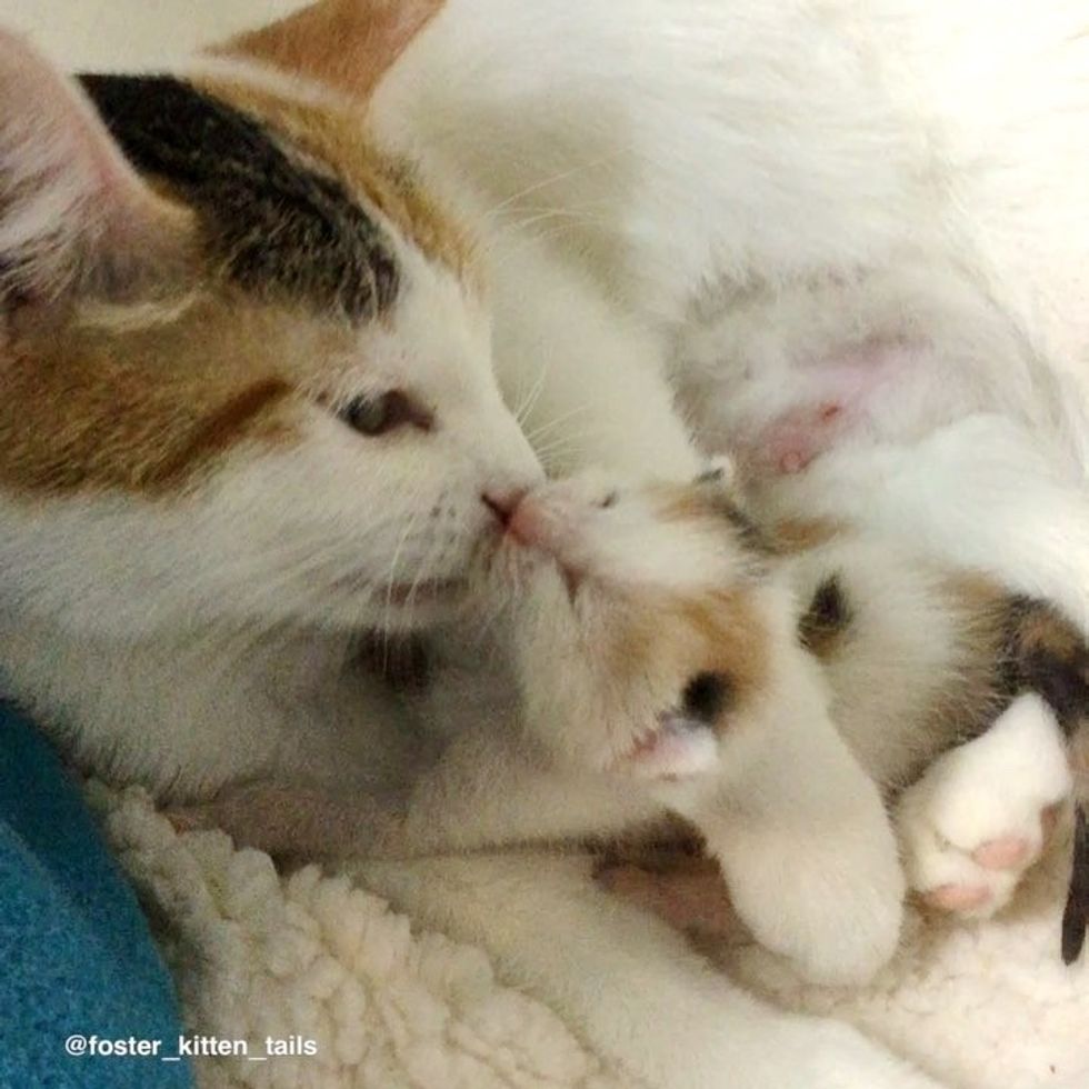Cat Mom Rescued Along with Her Surviving Kitten
