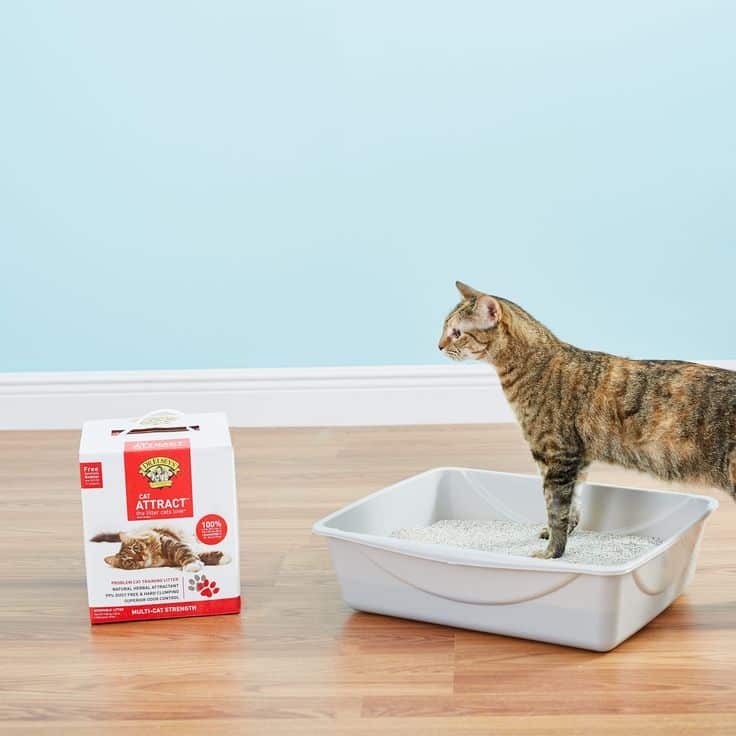 Cat Training Litter Box