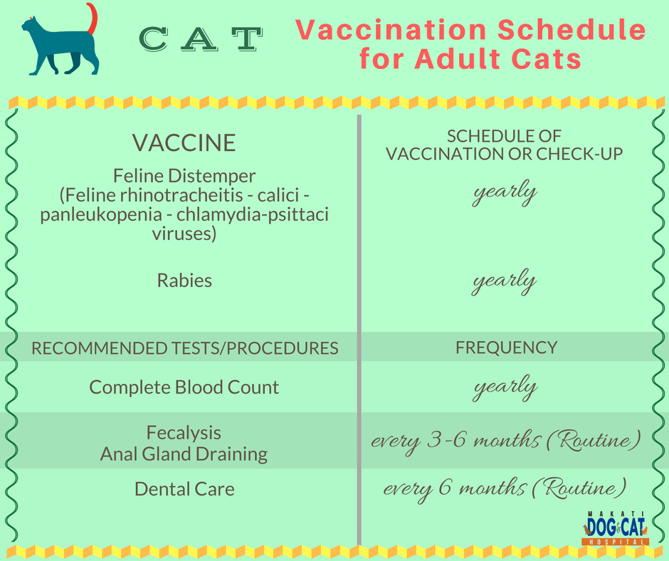 Cat Vaccination Schedule: When Is The Right Time To Give The Vaccine ...