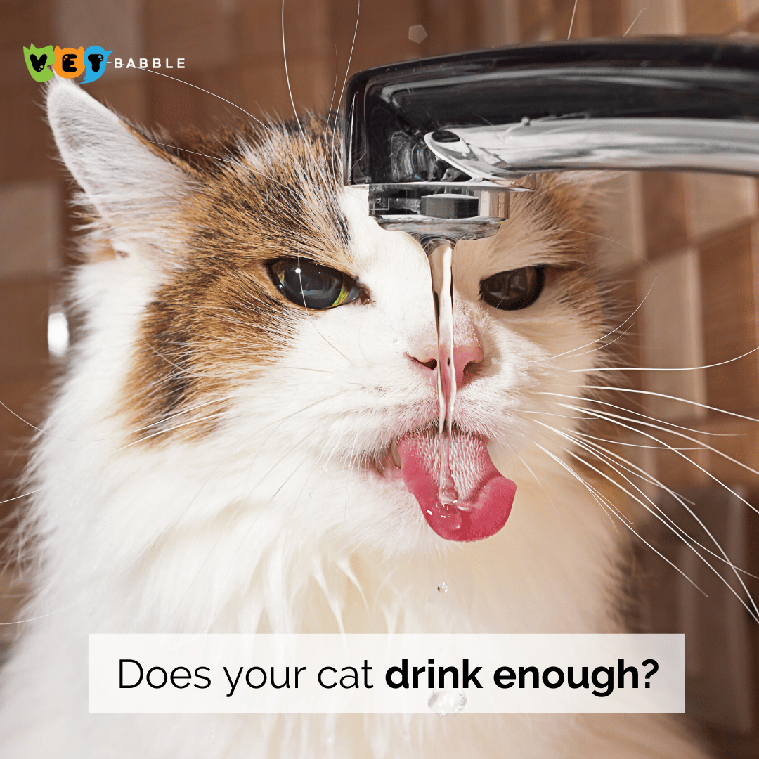 Does Your Cat Need to Drink More Water?