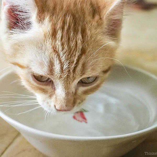 Encouraging Your Cat To Drink More Water