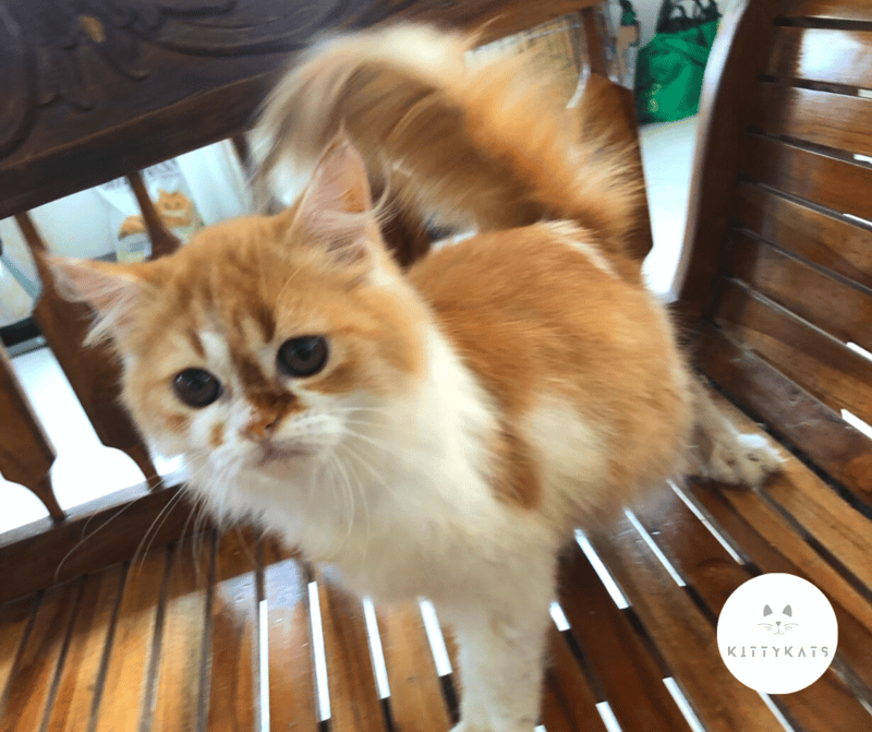 Exotic Long Hair kitten FOR SALE ADOPTION from Bataan @ Adpost.com ...