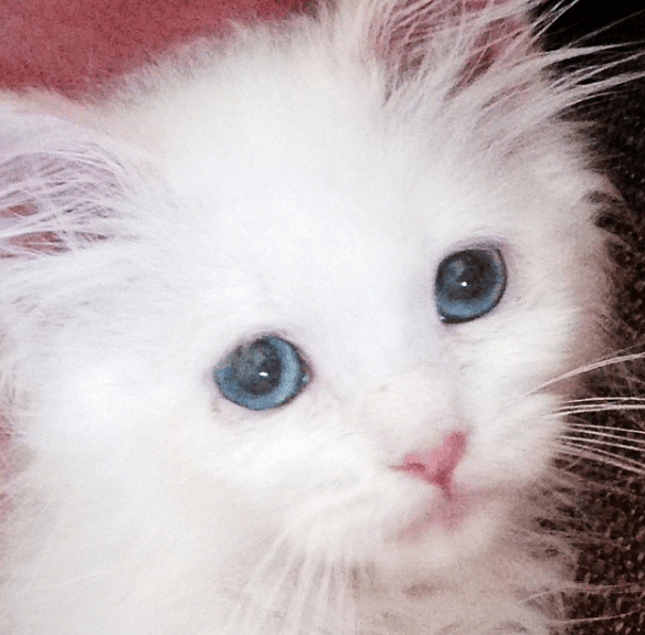 Family Rescued Sickly Kitten With Swollen, Pink Eyes