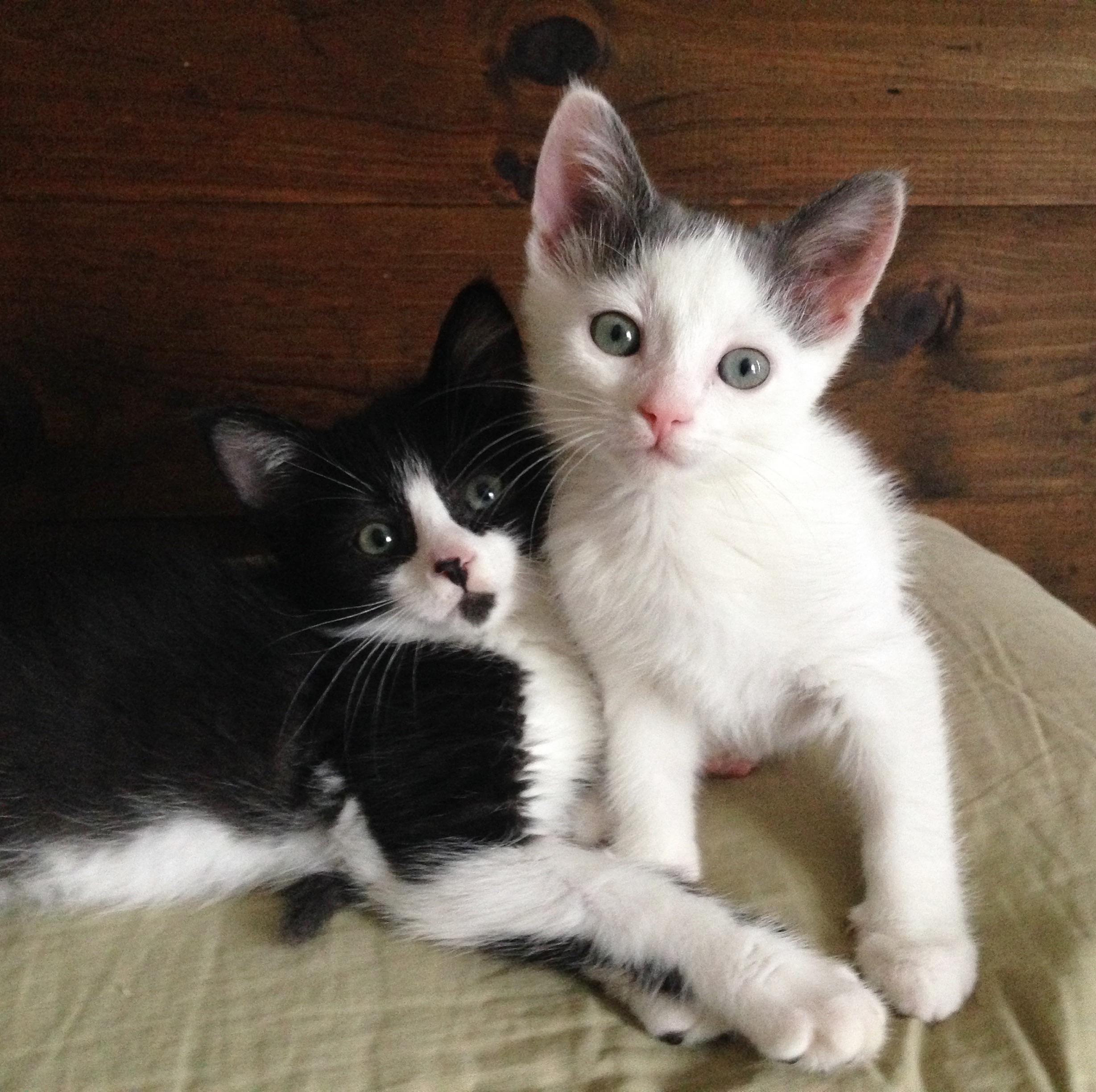Felix &  Mira are available for adoption from OHS at Petsmart Lansdowne ...